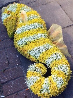 Seahorse by Stargazer Flowers