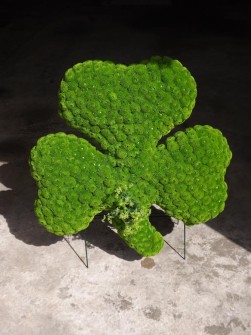 Shamrock by Marilyn Taylor at Flowers of Distinction