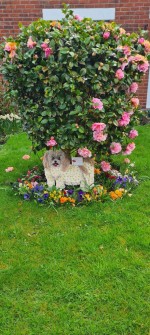 Lhasa-Aspo-by-Helen-at-amaryllis-floral-design-