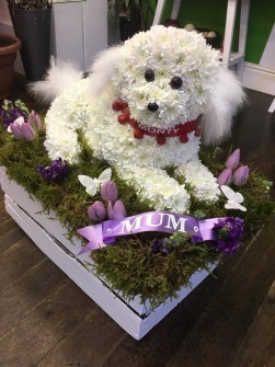 Lying Down Dog by Kayleigh at Suzies Florist