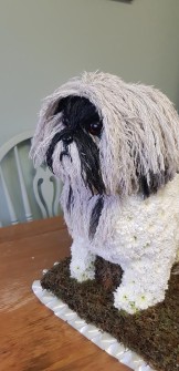 Poppy-the-Shih-Tzu-by-Louise-and-Sarah-at-Ivy-Bluebells-in-Plymouth3