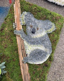 koala-by-house-of-flowers-chertsey